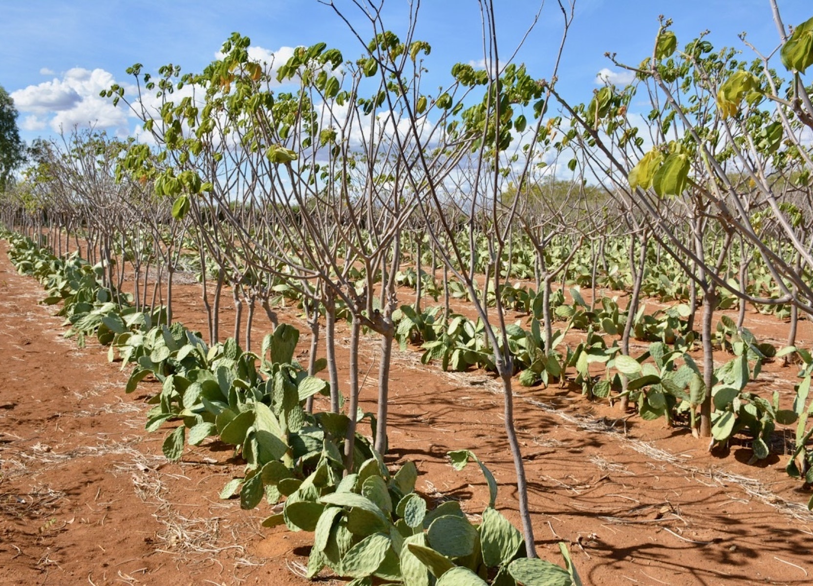 Arid Agroforestry