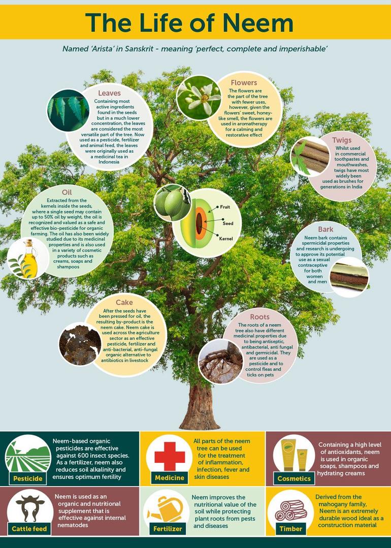 Neem tree