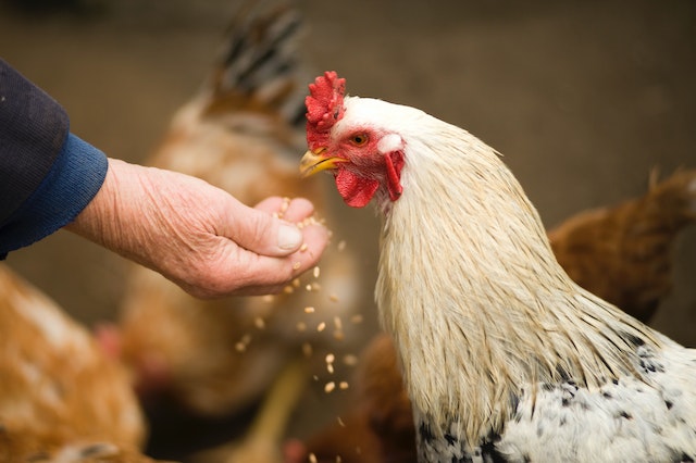 chicken feed