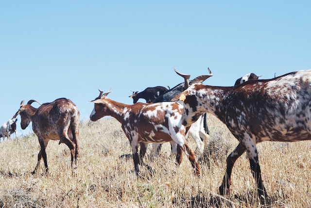 goats do roam