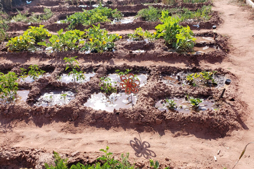 food growing concept