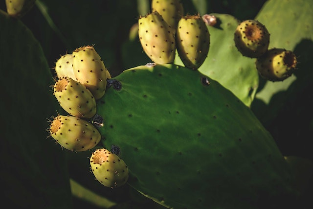 Opuntia farming