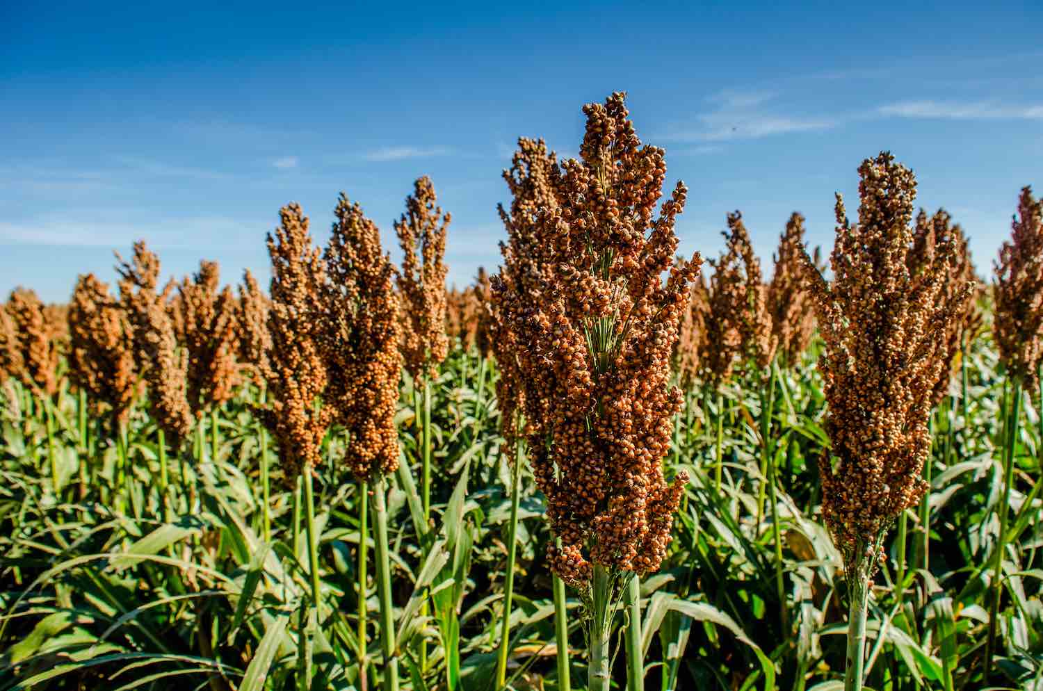 Sweet Sorghum