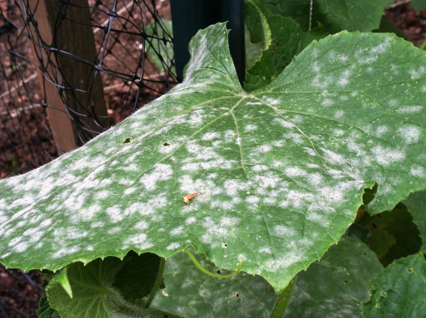 Powdery mildew