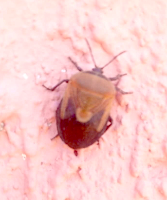 stink bugs