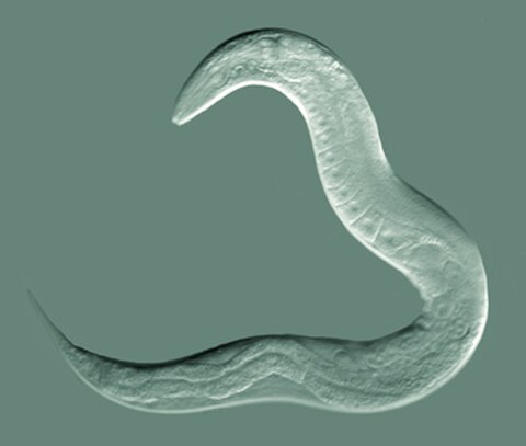 Nematodes