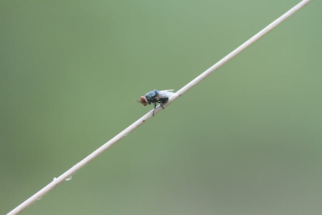 Fly Trap