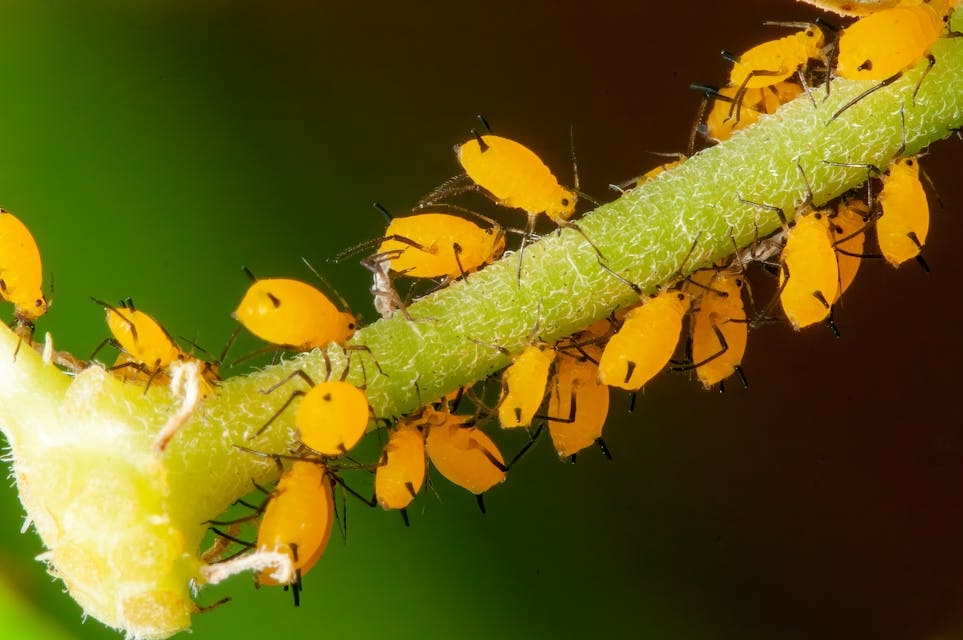 Aphids