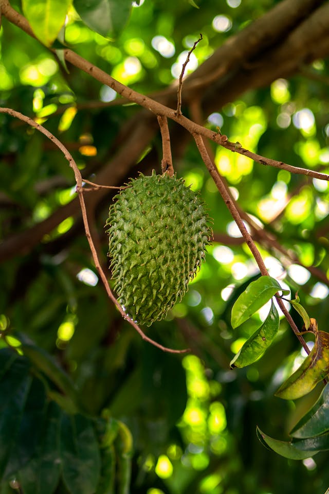 Soursop