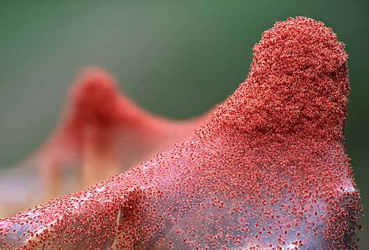 Red Spider Mite
