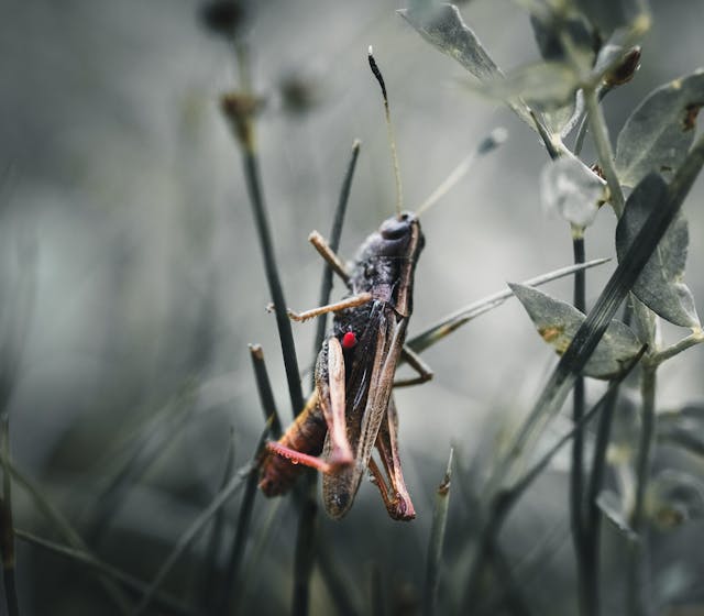 grasshopper