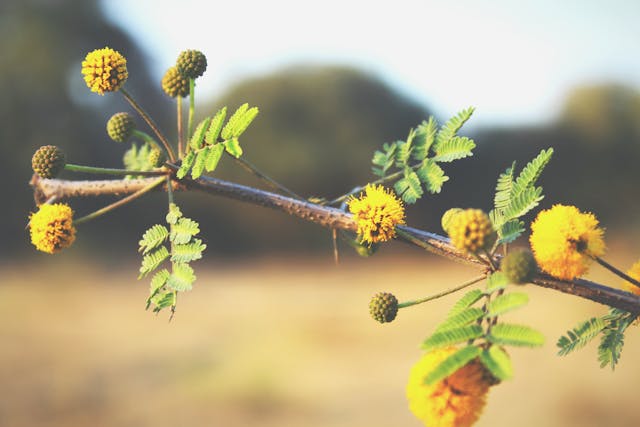 water efficient plant