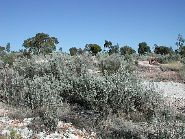 Windbreaks and Shelters - By Cgoodwin - Own work, CC BY-SA 3.0, https://commons.wikimedia.org/w/index.php?curid=4277828