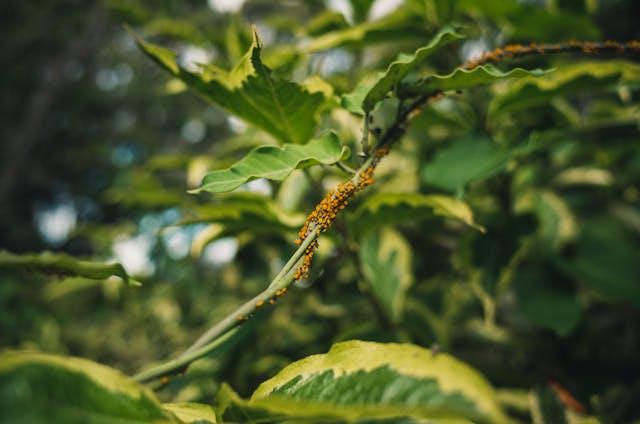 soft bugs