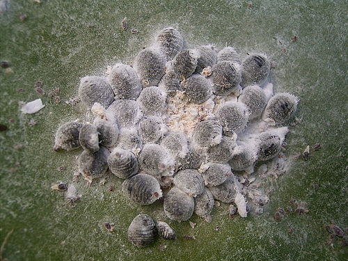 cochineal - image from Wikipedia