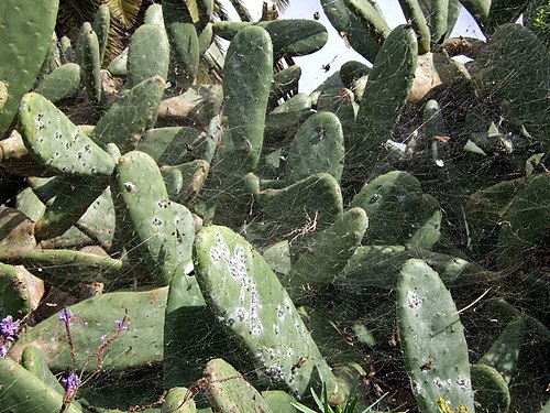 cochineal infected Opuntia - image from Wikipedia