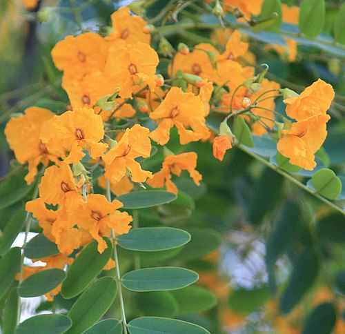Tipuana tipu flowers
