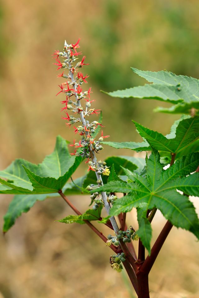 castor oil plant