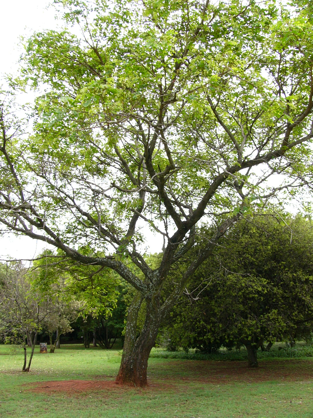 A mature Albizia versicolor tree in a botanical garden.