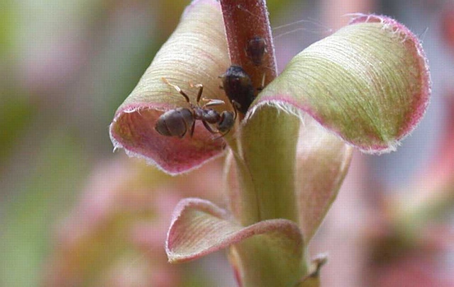 Ant beside an aphid on a plant stem.
