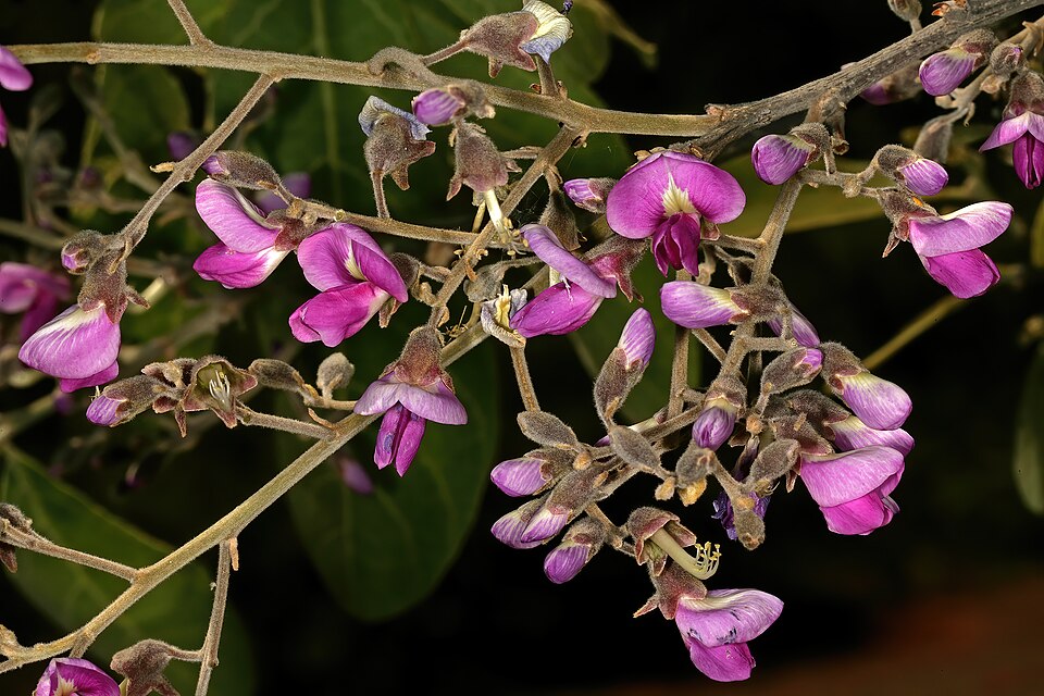 Clusters of purple Kalahari apple-leaf flowers.
