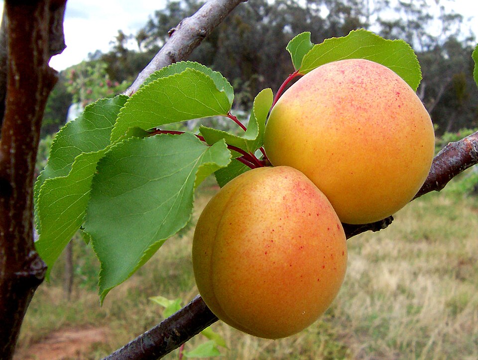 Orange apricots hanging among green leaves.
