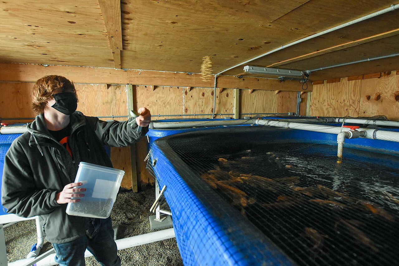 A worker feeding fish in an aquaponic production system.