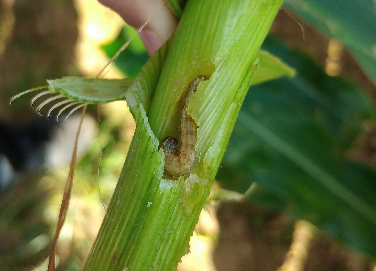 A caterpillar exposed inside damaged maize tissue.