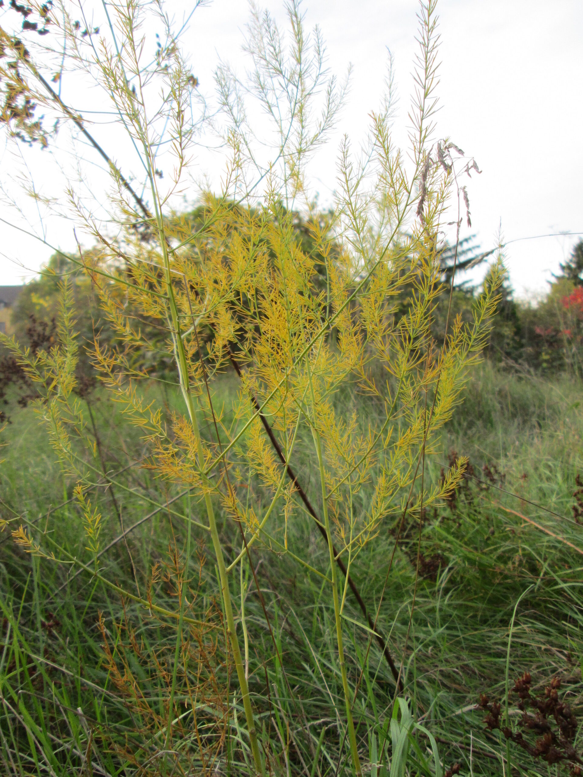Tall branching asparagus foliage in a garden.