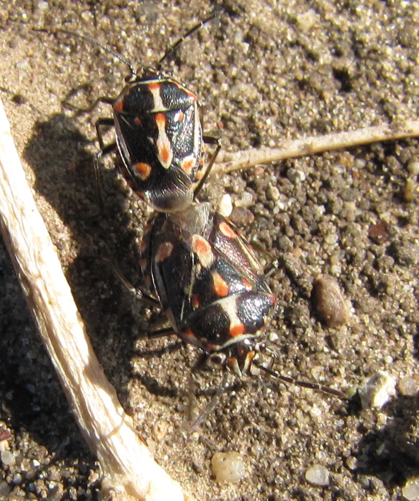 Black, orange and pale-marked Bagrada bugs.