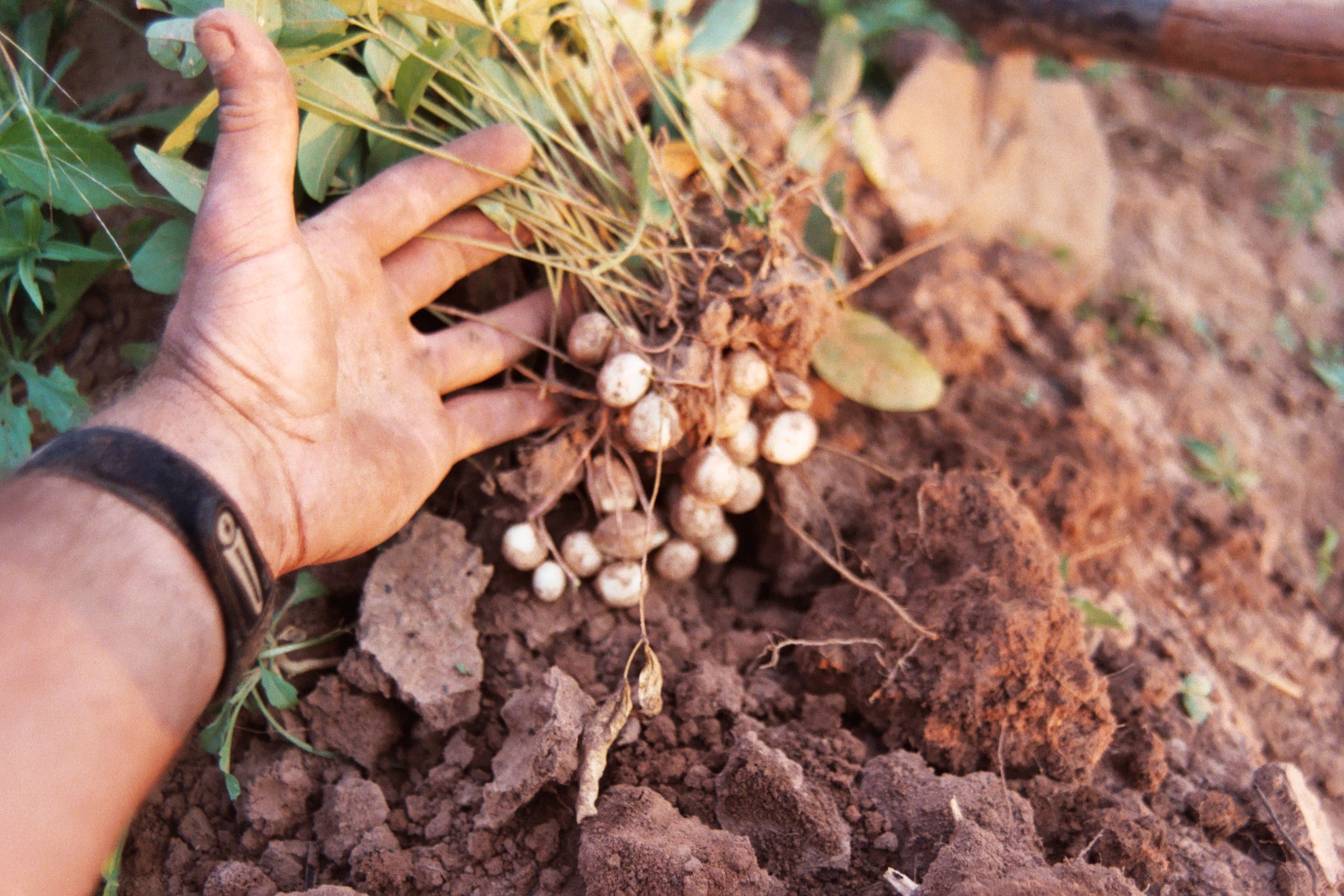 Freshly lifted Bambara groundnut plant with pods attached below its roots.