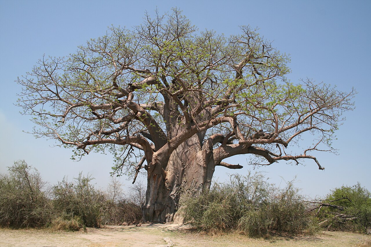 A large baobab with a thick trunk and spreading branches.