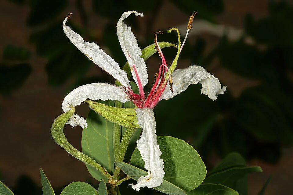 A white Bauhinia petersiana flower with long pink stamens beside a two-lobed leaf.