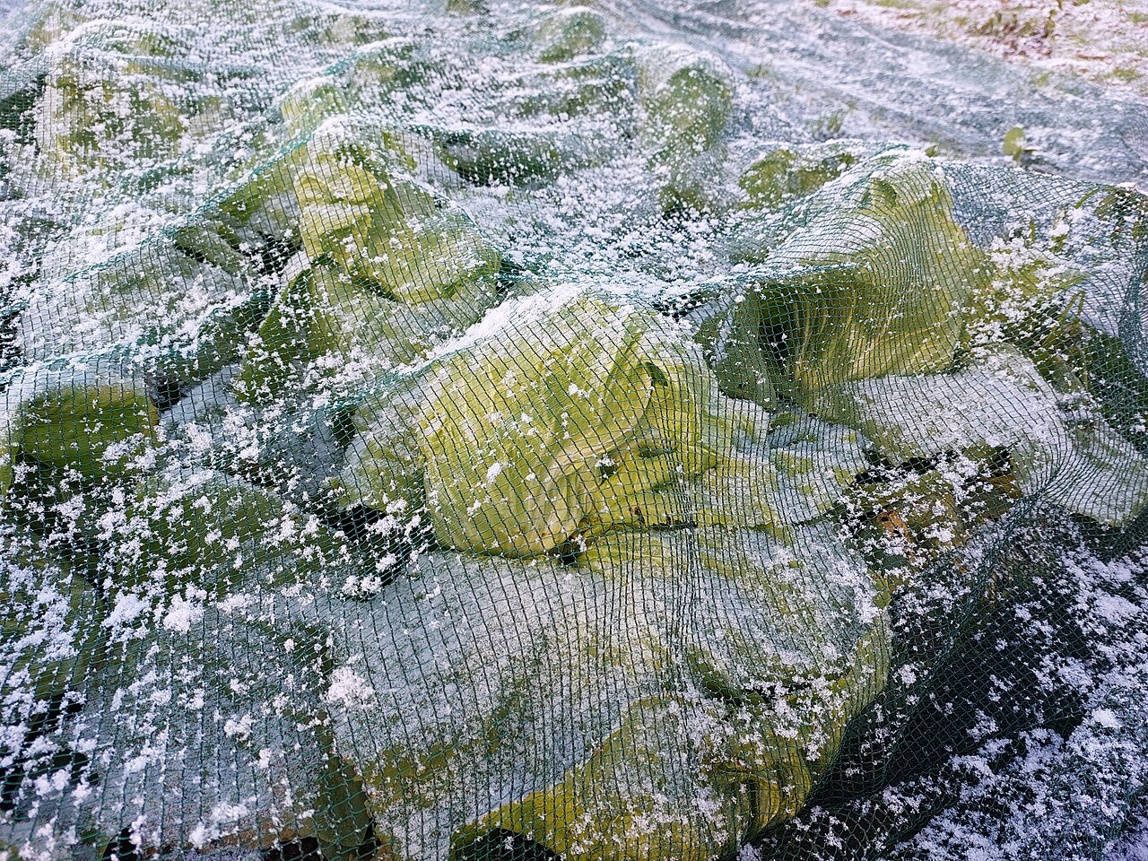 Chicory heads beneath a supported protective cover.