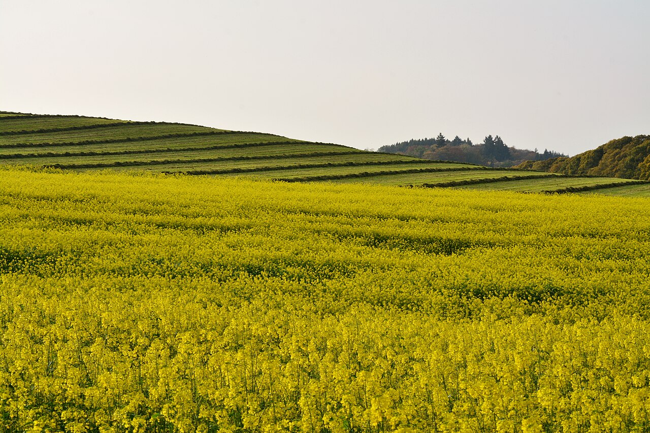 A broad yellow-flowering mustard field.