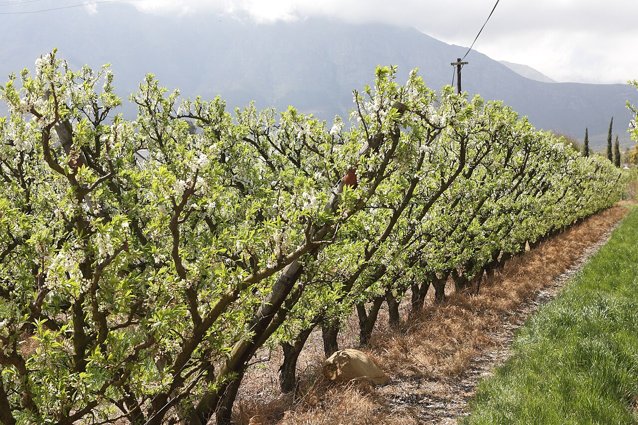Rows of flowering almond trees with grass between them.