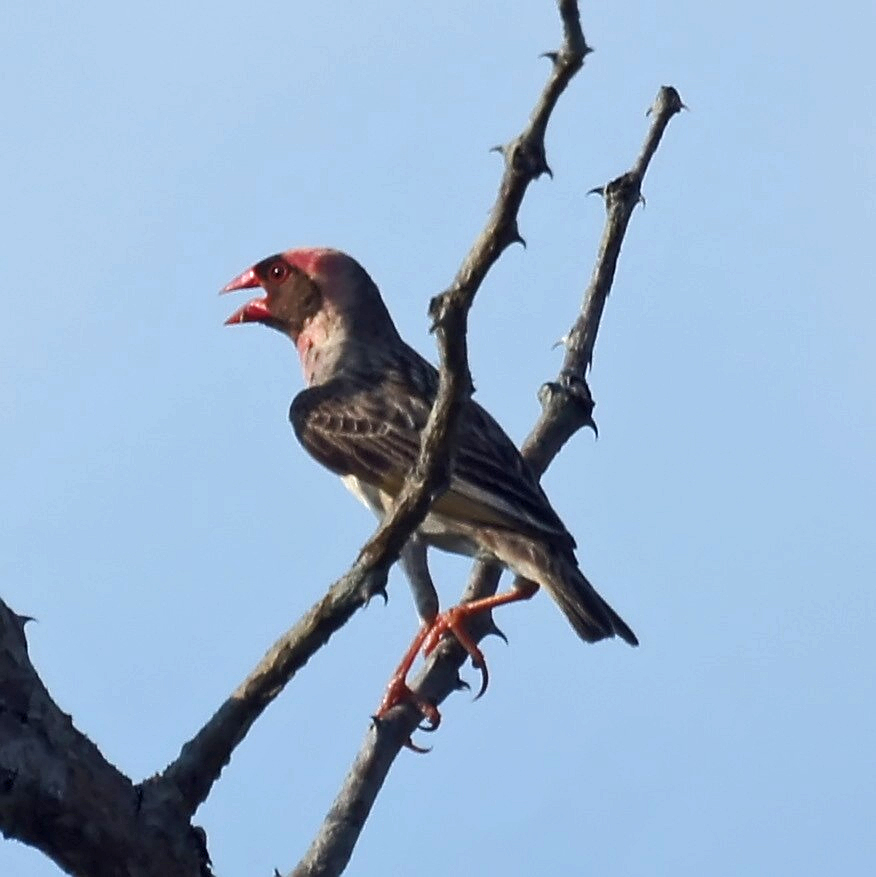 A small red-billed bird perched on a branch.