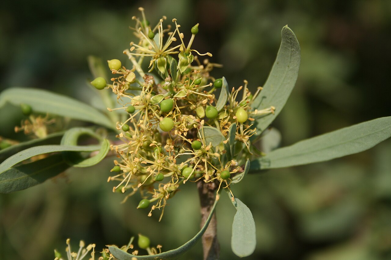 Cream-coloured flowers and green leaves of a shepherd’s tree.