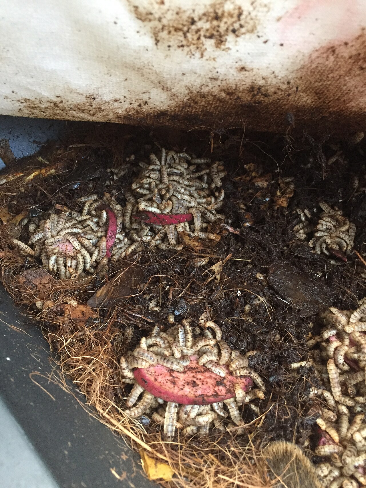 Black soldier fly larvae around pieces of yam.