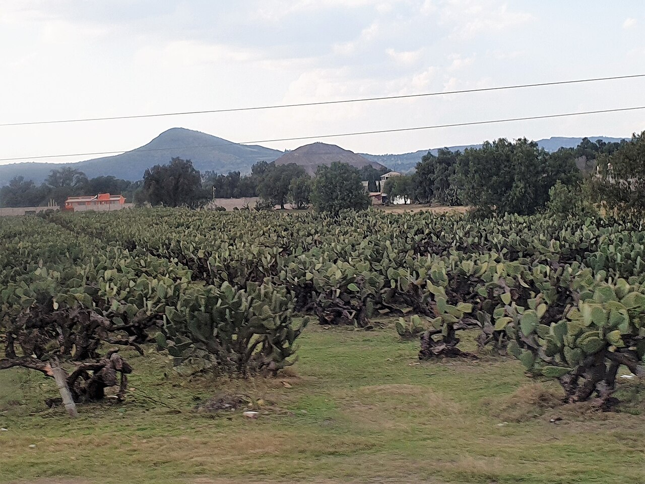 Field of pad-forming prickly pear cactus.