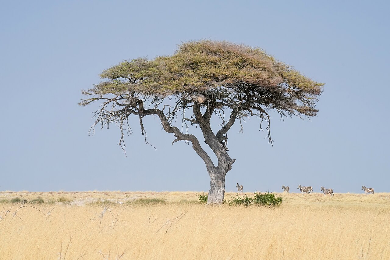 A living camelthorn tree in an open Etosha landscape.