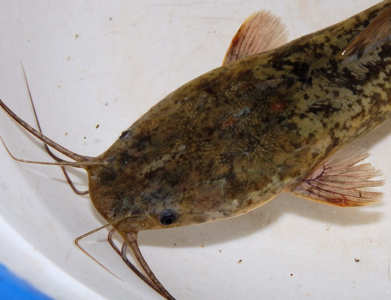 African sharptooth catfish viewed from above.