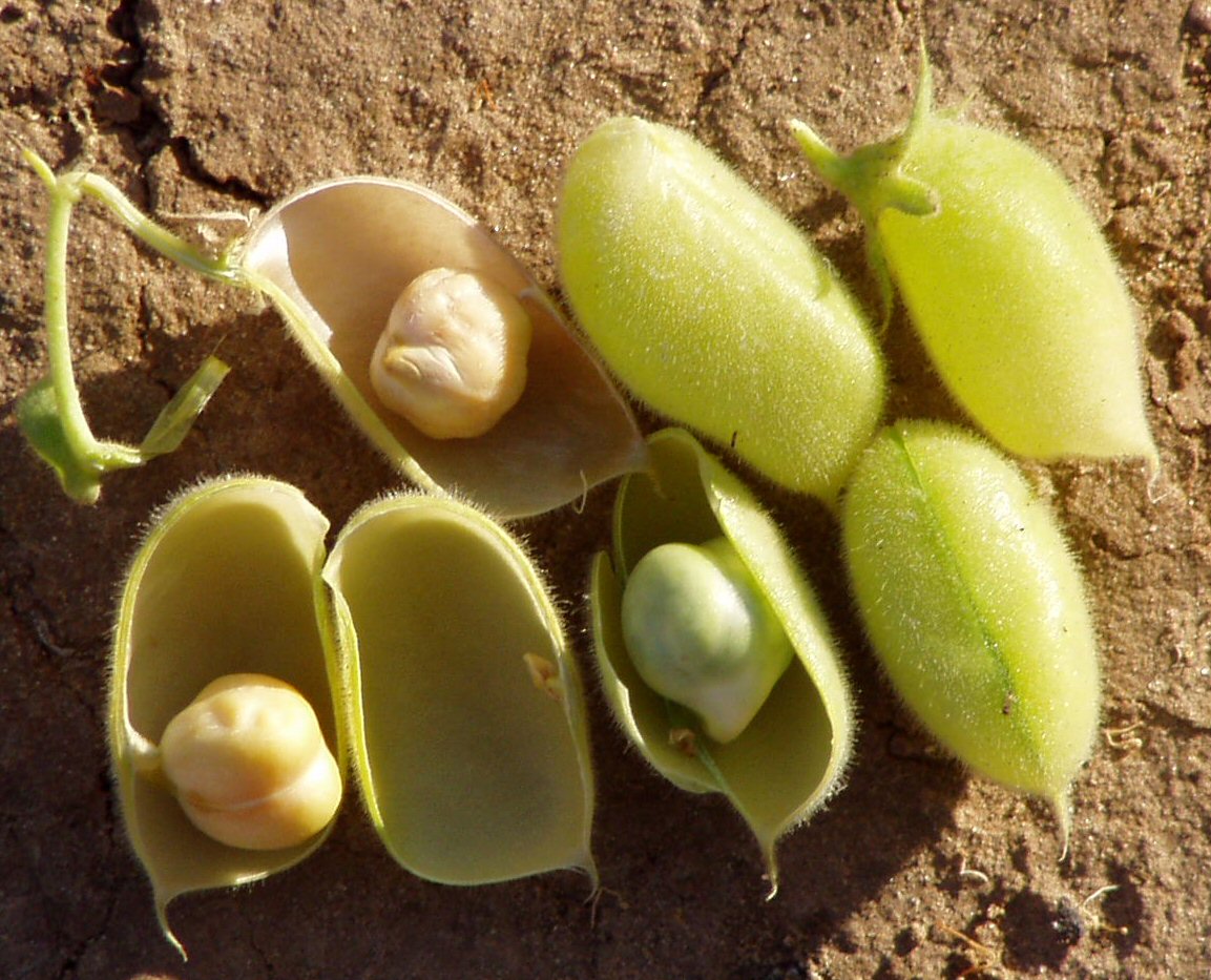 Green chickpea pods and pale seeds.