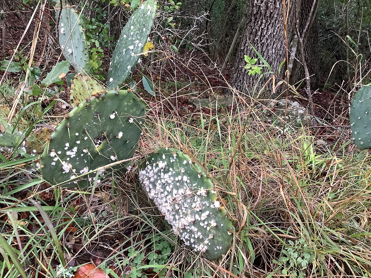 White insect colonies on prickly pear pads.