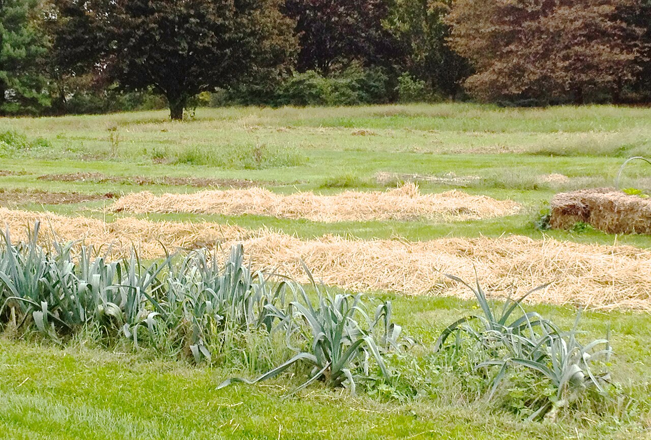 Vegetable beds covered with pale straw mulch.