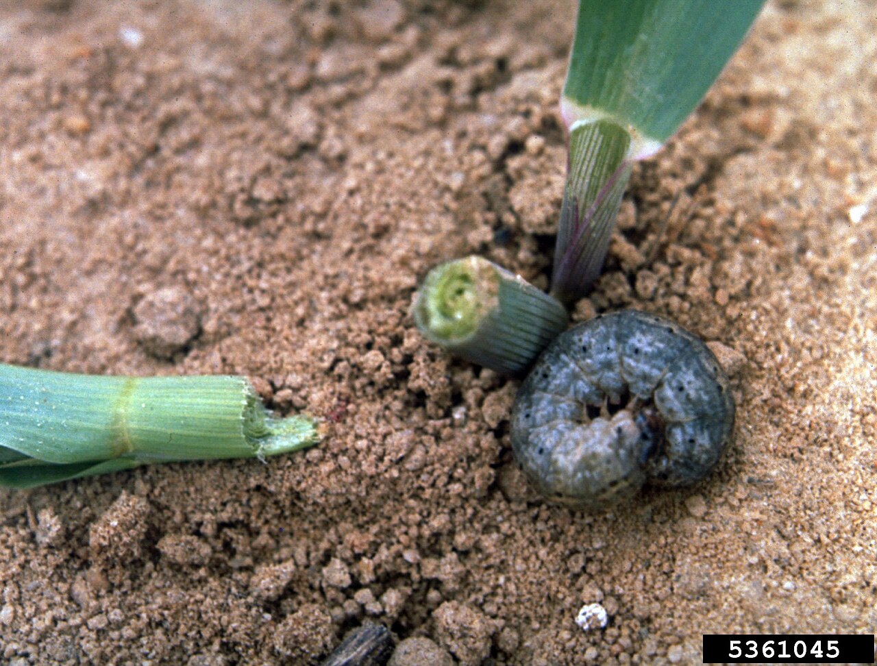 A curled dark caterpillar beside a severed maize seedling.