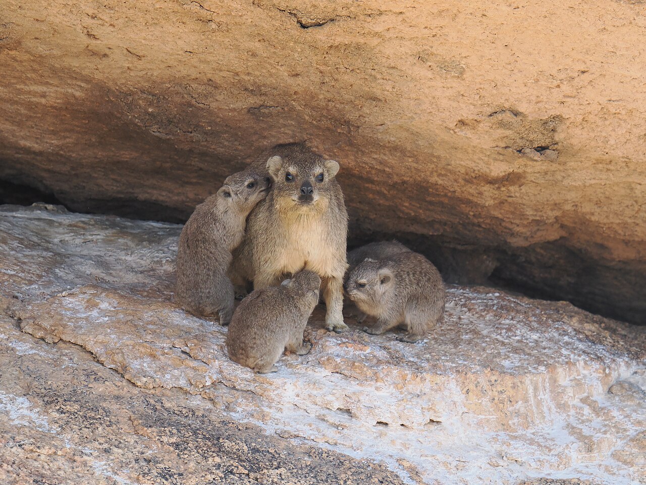 Rock hyraxes and young beneath a granite overhang at Spitzkoppe.