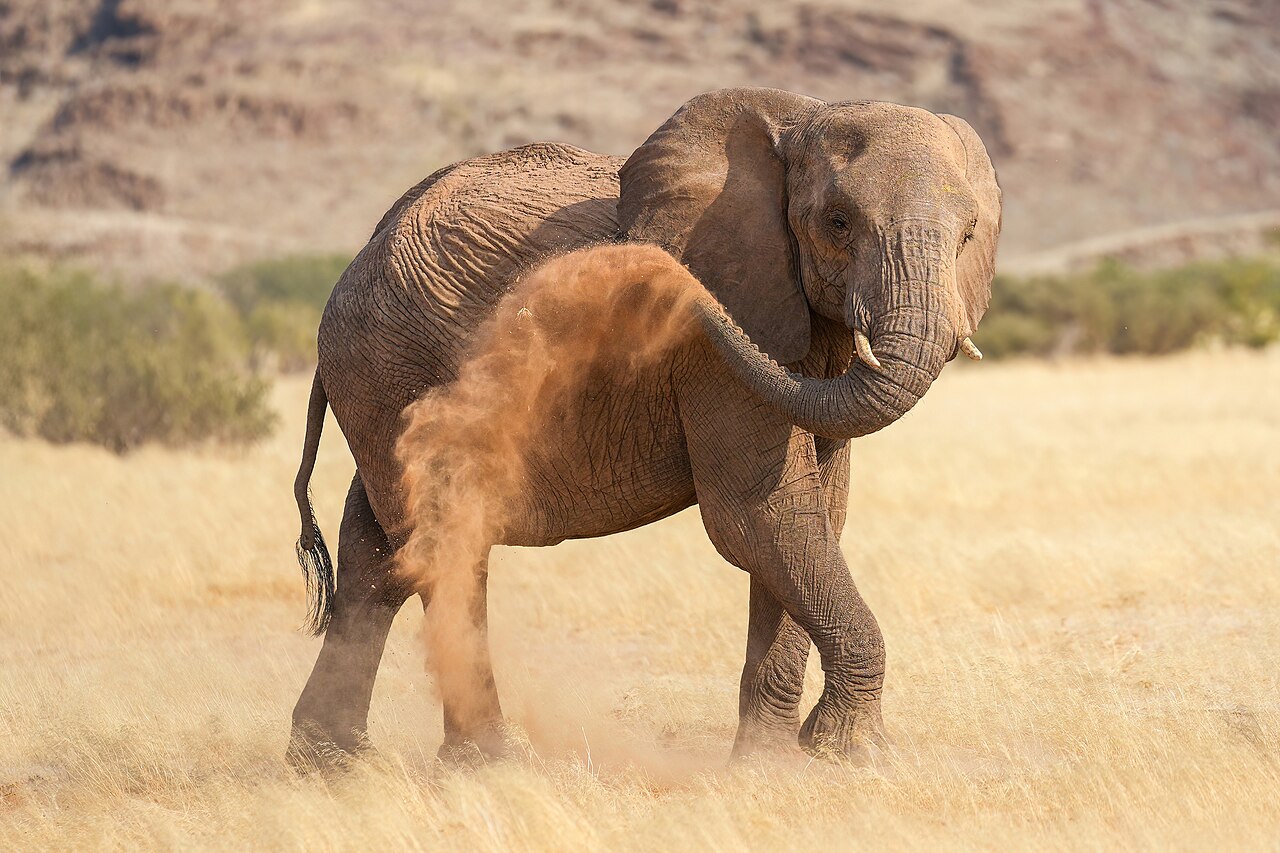 Elephant throwing dust over its body in Damaraland.