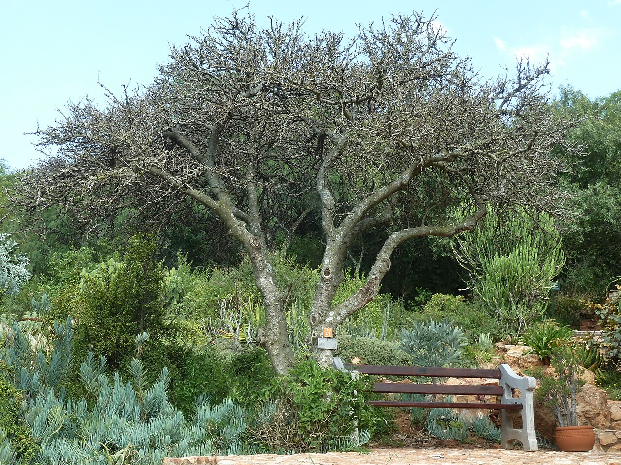 A dense, mature Kei apple tree in a botanical garden.