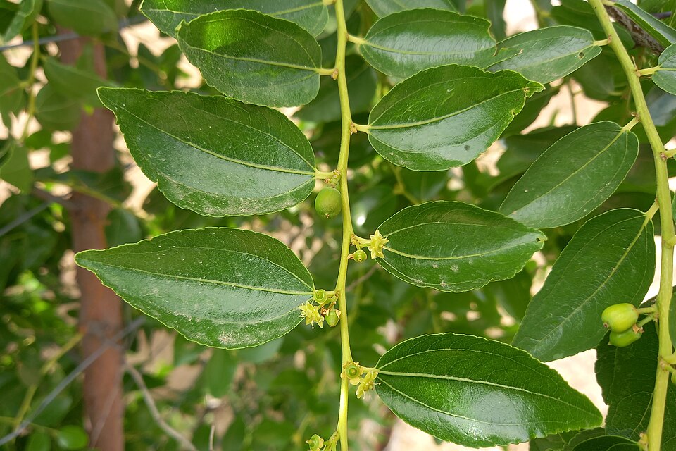 Green jujube leaves with small flowers and young fruit along a branch.